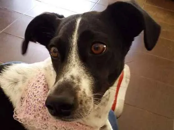 Cachorro ra a Srd idade 6 ou mais anos nome Lunna