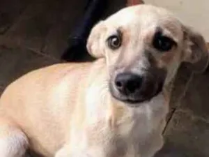 Cachorro raça  idade 2 a 6 meses nome Canela 