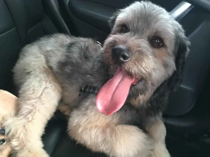 Cachorro ra a SRD idade 1 ano nome Baunilha