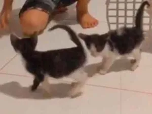 Gato raça Não definida  idade Abaixo de 2 meses nome Não tem nome 