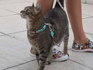 Gato raça  idade 3 anos nome Jade