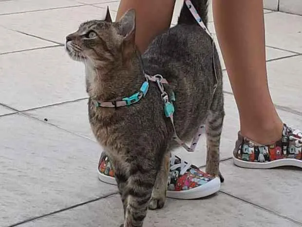 Gato ra a  idade 3 anos nome Jade