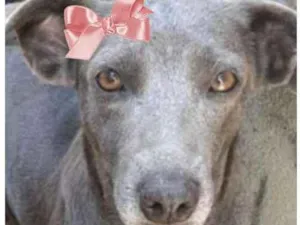 Cachorro raça SRD idade 1 ano nome Victória 