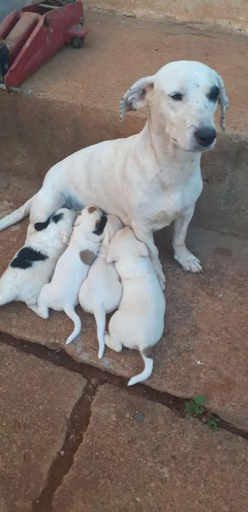 Cachorro ra a Vira Latas idade 3 anos nome Pipoca