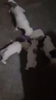 Pipoca