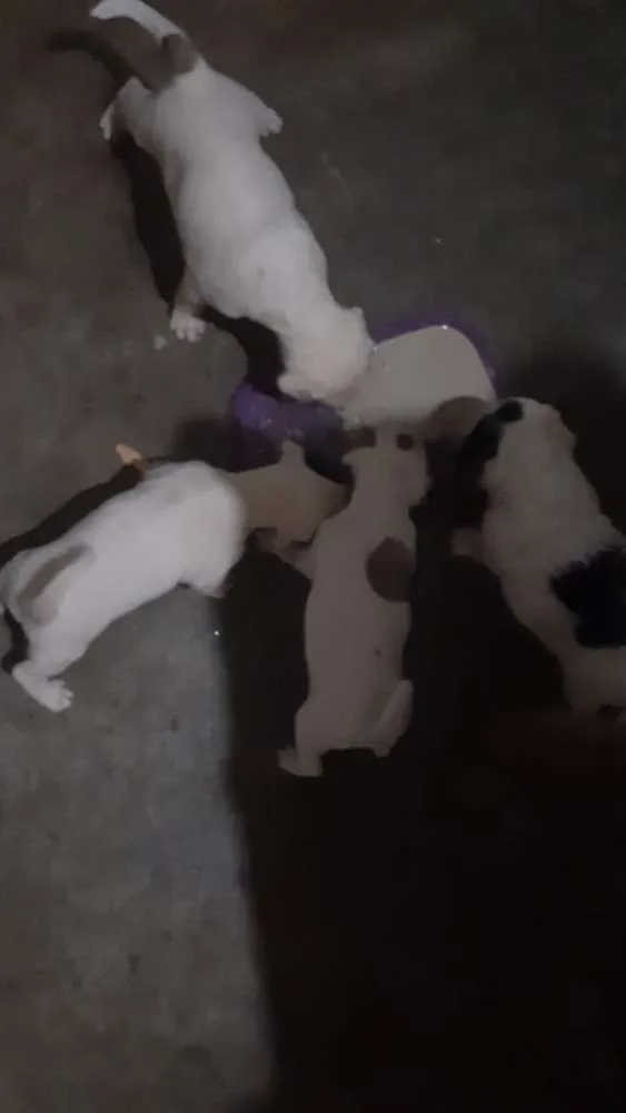 Cachorro ra a Vira Latas idade 3 anos nome Pipoca