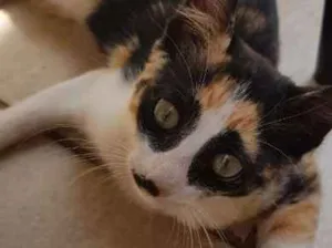 Gato raça SRD idade 2 a 6 meses nome Rajada