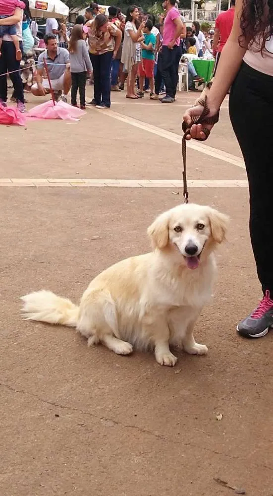 Cachorro ra a Mestiça  idade 6 ou mais anos nome Madame