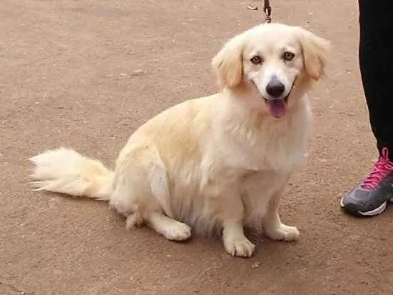 Cachorro ra a Mestiça  idade 6 ou mais anos nome Madame