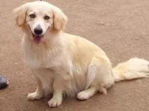 Cachorro raça Mestiça  idade 6 ou mais anos nome Madame