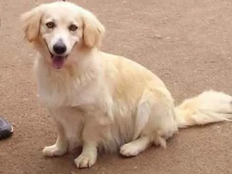 Cachorro ra a Mestiça  idade 6 ou mais anos nome Madame