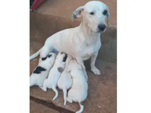 Cachorro raça Vira Latas idade 3 anos nome Pipoca