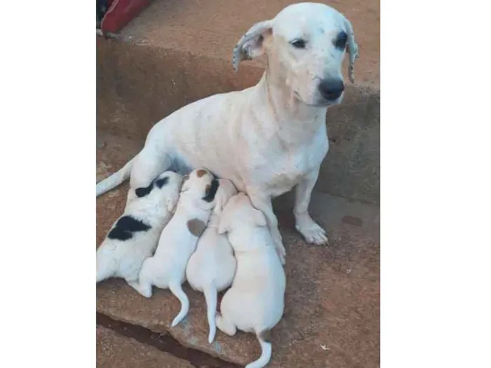Cachorro ra a Vira Latas idade 3 anos nome Pipoca