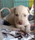 Cachorro raça srd idade 2 a 6 meses nome Sem nome