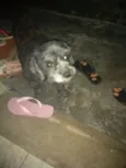 Pretinha