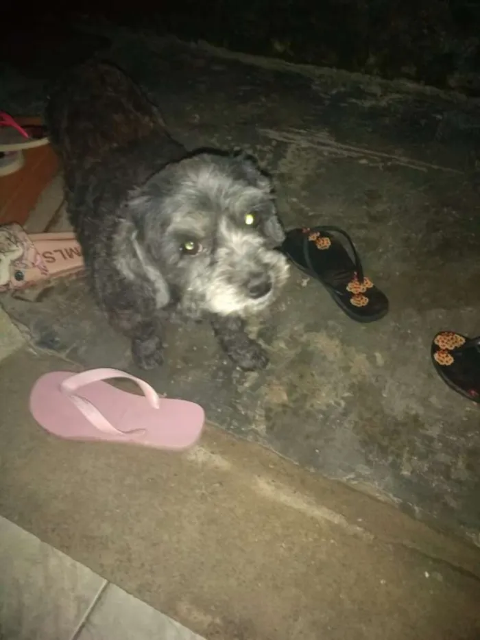 Cachorro raça Lhasa com pudow idade 4 anos nome Pretinha