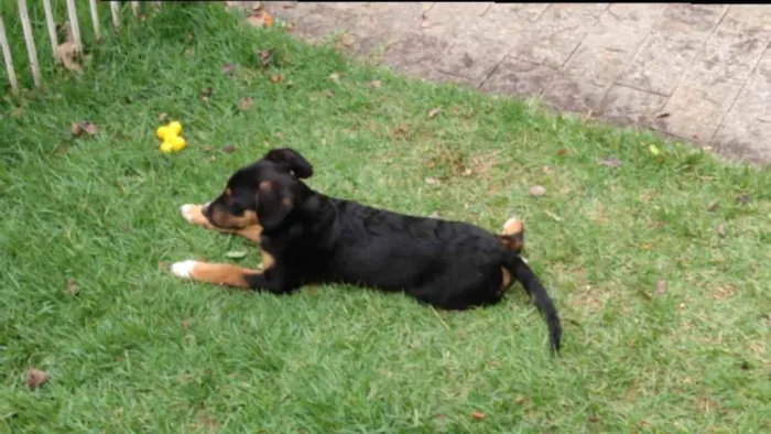 Cachorro ra a SRD idade 2 a 6 meses nome Thor