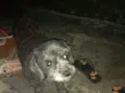 Pretinha