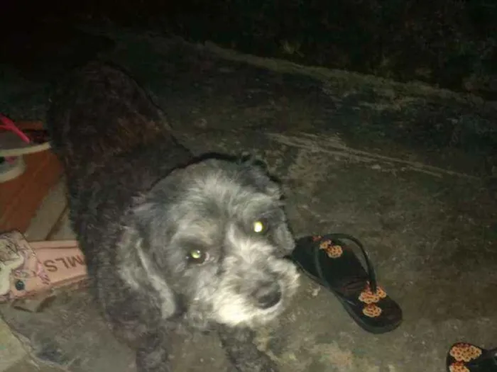 Cachorro raça Lhasa com pudow idade 4 anos nome Pretinha