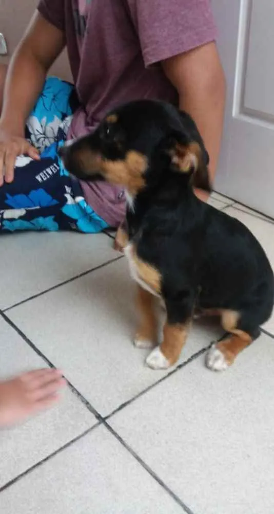 Cachorro ra a SRD idade 2 a 6 meses nome Thor