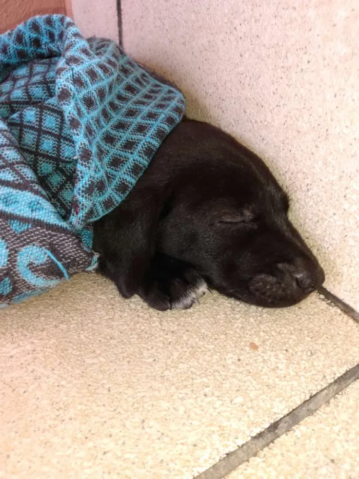 Cachorro ra a SRD idade Abaixo de 2 meses nome Spaik