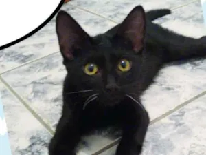 Gato raça SRD  idade 2 a 6 meses nome Romeu