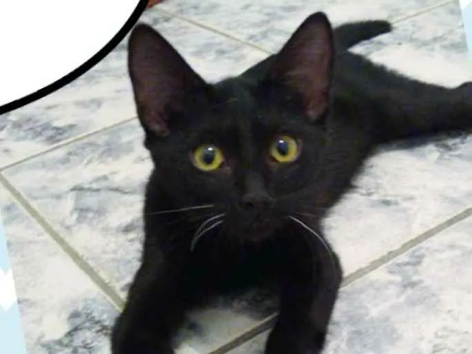 Gato ra a SRD  idade 2 a 6 meses nome Romeu