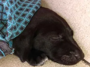 Cachorro raça SRD idade Abaixo de 2 meses nome Spaik