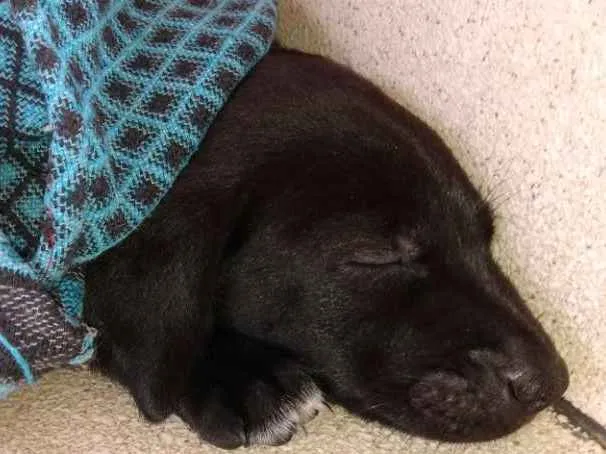Cachorro ra a SRD idade Abaixo de 2 meses nome Spaik