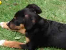 Cachorro ra a SRD idade 2 a 6 meses nome Thor