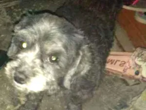 Cachorro raça Lhasa com pudow idade 4 anos nome Pretinha