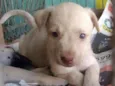Cachorro raça srd idade 2 a 6 meses nome Sem nome