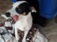 Bolinha