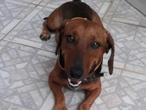 Cachorro raça basset idade 2 anos nome Toquinho