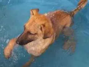 Cachorro raça srd idade  nome Thorr