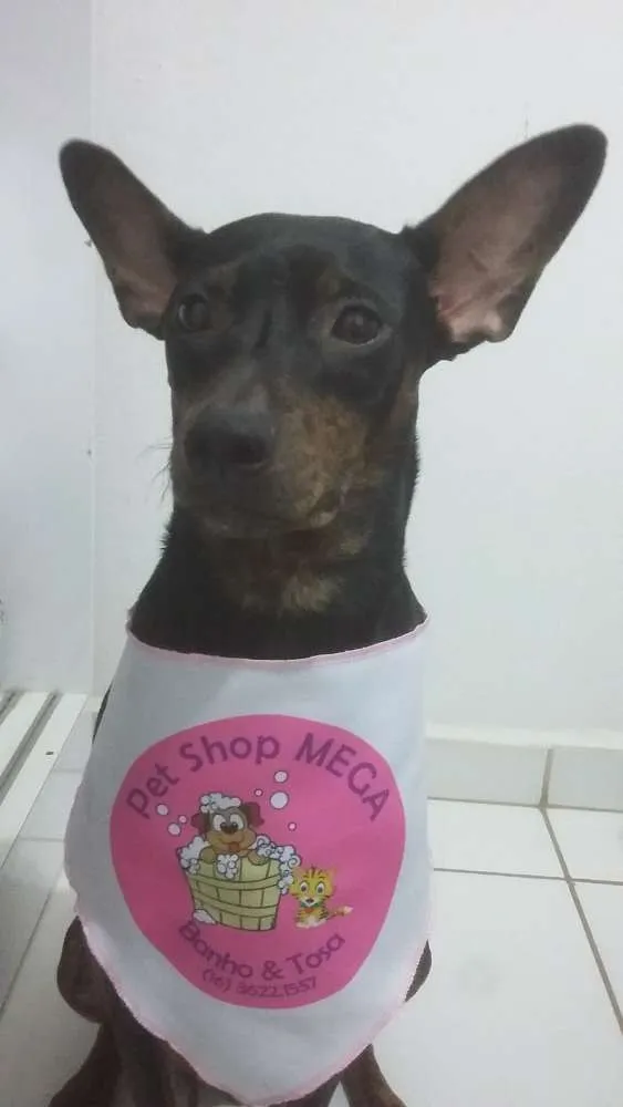 Cachorro ra a Vira-lata idade 5 anos nome Lala