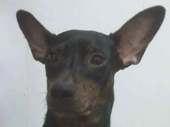 Cachorro ra a Vira-lata idade 5 anos nome Lala