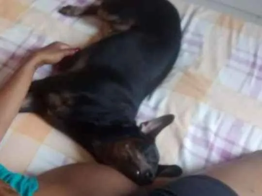 Cachorro ra a Vira-lata idade 5 anos nome Lala