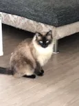 Princesa