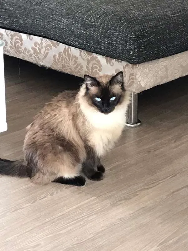 Gato ra a SRD idade 2 anos nome Princesa