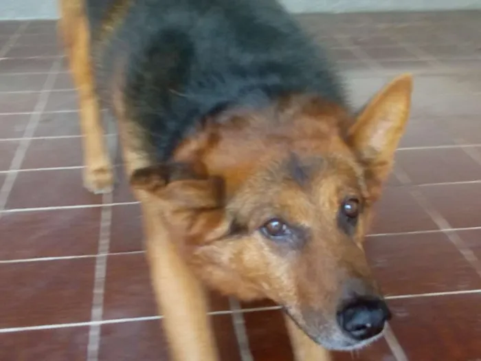 Cachorro ra a Pastor Alemão idade 6 ou mais anos nome Thor