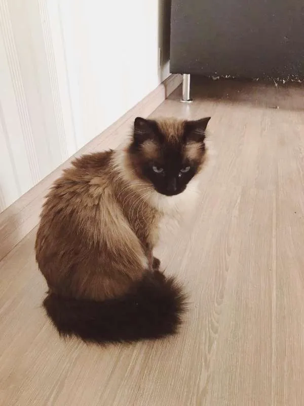 Gato ra a SRD idade 2 anos nome Princesa