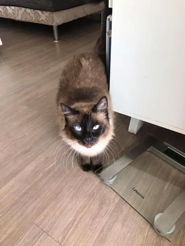 Gato ra a SRD idade 2 anos nome Princesa
