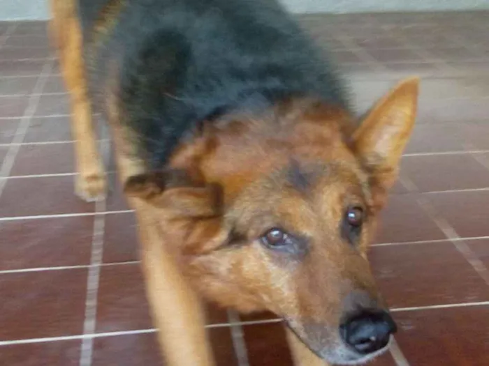 Cachorro ra a Pastor Alemão idade 6 ou mais anos nome Thor