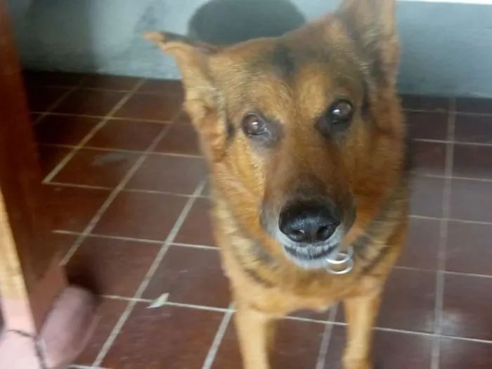 Cachorro ra a Pastor Alemão idade 6 ou mais anos nome Thor