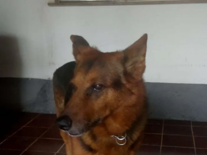 Cachorro ra a Pastor Alemão idade 6 ou mais anos nome Thor