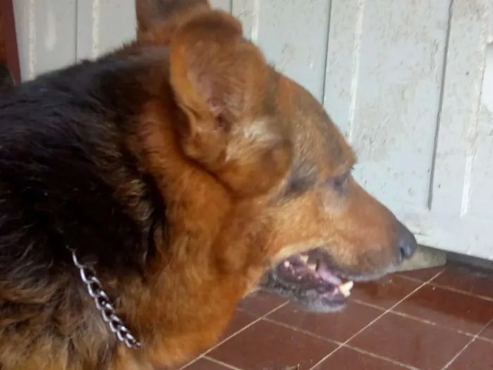 Cachorro ra a Pastor Alemão idade 6 ou mais anos nome Thor