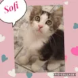 Sofih