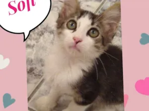 Gato raça SRD  idade 2 a 6 meses nome Sofih