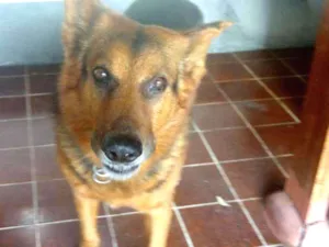 Cachorro raça Pastor Alemão idade 6 ou mais anos nome Thor